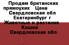 Продам британских прямоухих › Цена ­ 2 500 - Свердловская обл., Екатеринбург г. Животные и растения » Кошки   . Свердловская обл.